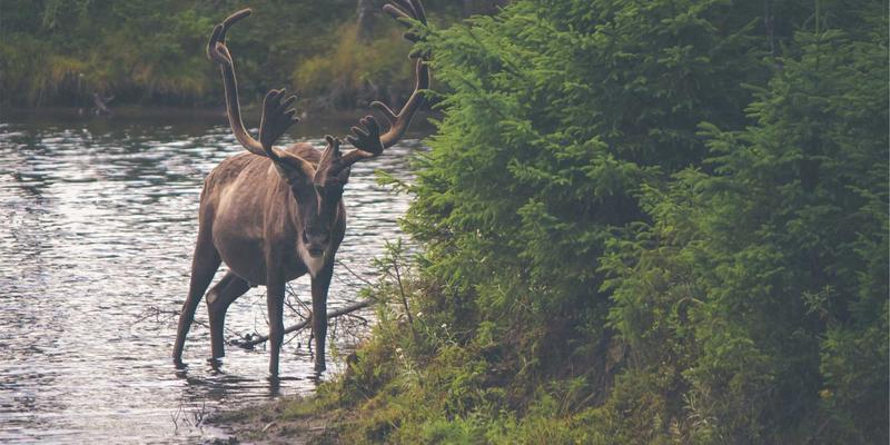 刚果矿产资源的未来：参与式保障体系如何重塑政策与法律框架